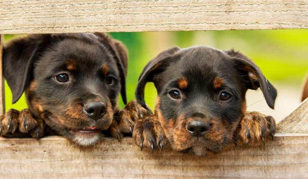rottweiler, puppy, dog-1785760.jpg
